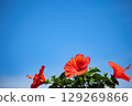 Hibiscus shining in the blue sky 129269866