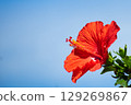 Hibiscus shining in the blue sky 129269867