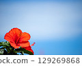 Hibiscus shining in the blue sky 129269868