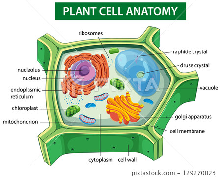 Detailed Plant Cell Anatomy Illustration Detailed Plant Cell Anatomy Illustration 129270023
