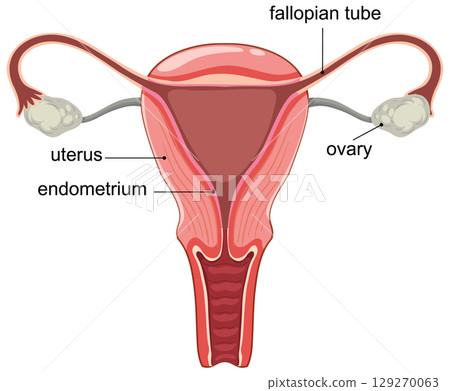 Detailed Vector Illustration of Female Reproductive System 129270063