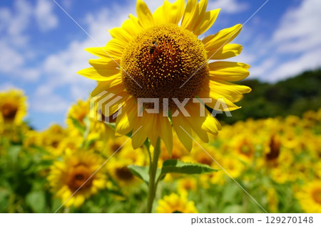 Sunflower blooming towards the sun 129270148