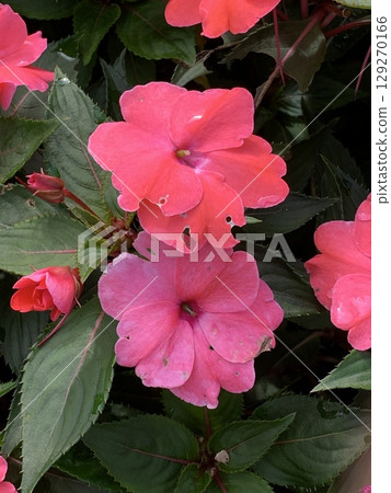 非洲菠菜 129270166
