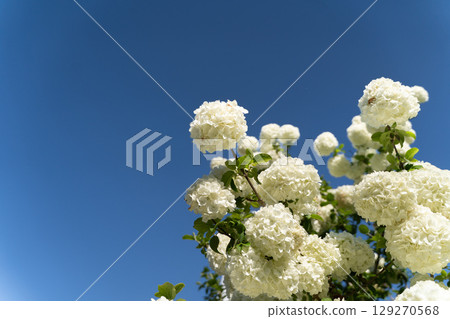 White flower cluster tree blooming in the blue sky② 129270568