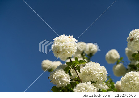 White flower cluster tree blooming in the blue sky③ 129270569