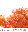 Autumnal leaves 129270586