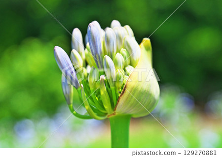 百子蓮芽（夏季，六月） 129270881