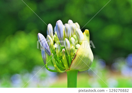 Agapanthus buds (summer, June) Agapanthus buds (summer, June) 129270882