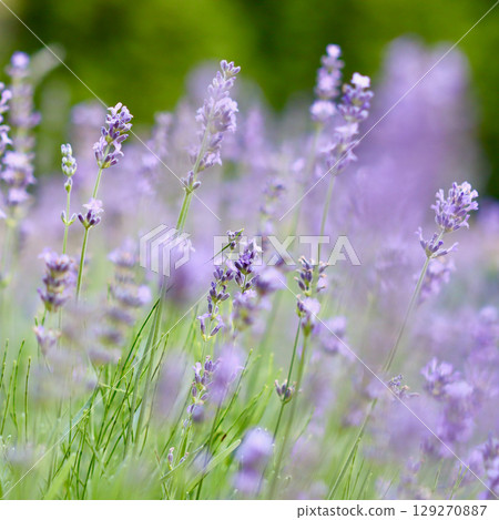 A vibrant field of purple lavender flowers, with a soft focus on the background. High quality photo A vibrant field of purple lavender flowers, with a soft focus on the background. High quality photo 129270887