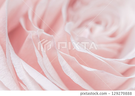 Abstract floral background, pink pale rose flower petals, soft focus. Macro flowers backdrop for holiday brand design 129270888