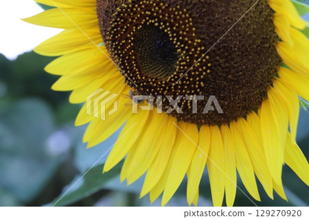 A honeybee sucking nectar from a sunflower blooming in the garden A honeybee sucking nectar from a sunflower blooming in the garden 129270920