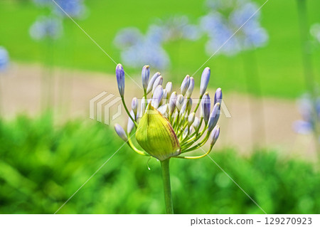 百子蓮芽（夏季，六月） 129270923