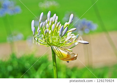 Agapanthus buds (summer, June) 129270924