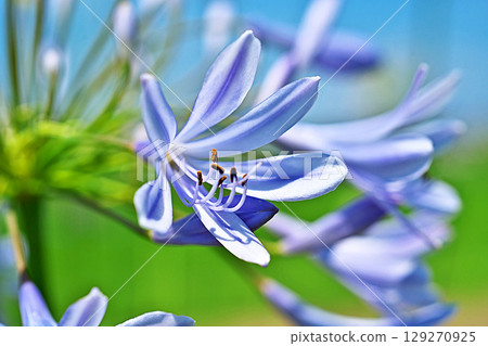 白色和藍色的百子蓮花（夏季，六月） 129270925