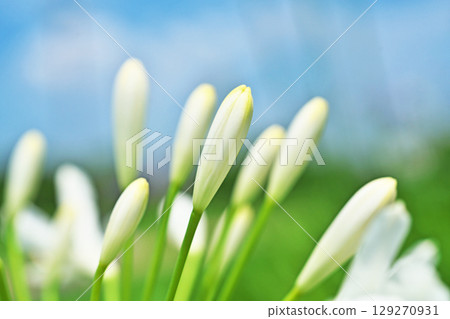 White agapanthus flowers (summer, June) 129270931