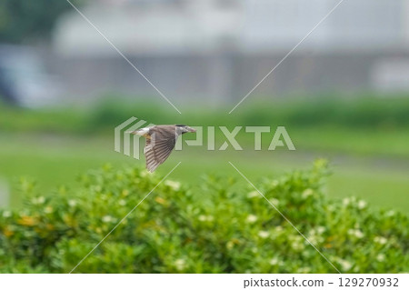 A breeding starling flying with food in its mouth against a green background A breeding starling flying with food in its mouth against a green background 129270932