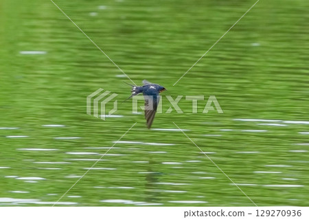 Swallows that fly quickly against the background of green water Swallows that fly quickly against the background of green water 129270936