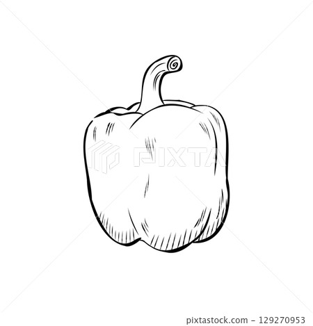 Cartoon Vector of Hand Drawn Pepper Illustration 129270953