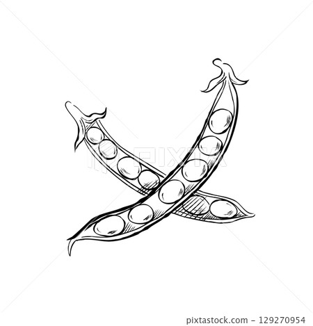 Cartoon Vector of Hand Drawn Green Peas Illustration Cartoon Vector of Hand Drawn Green Peas Illustration 129270954