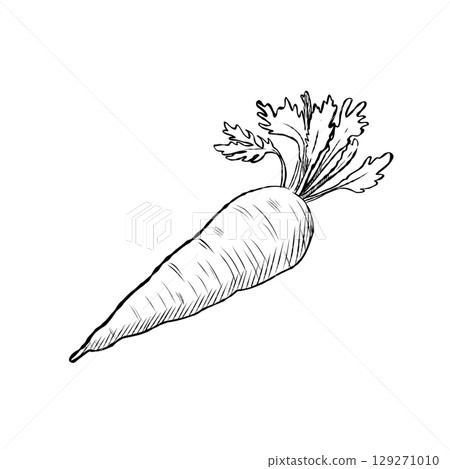 Cartoon Vector of Hand Drawn Carrot Illustration Cartoon Vector of Hand Drawn Carrot Illustration 129271010