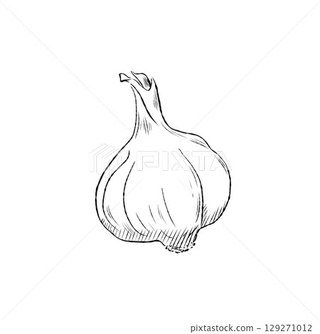 Cartoon Vector of Hand Drawn Garlic Bulb Illustration Cartoon Vector of Hand Drawn Garlic Bulb Illustration 129271012
