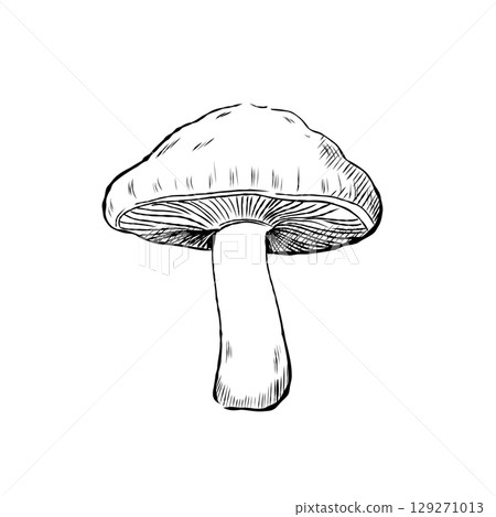 Cartoon Vector of Hand Drawn Mushroom Illustration Cartoon Vector of Hand Drawn Mushroom Illustration 129271013