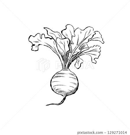 Cartoon Vector of Hand Drawn Radish Illustration 129271014
