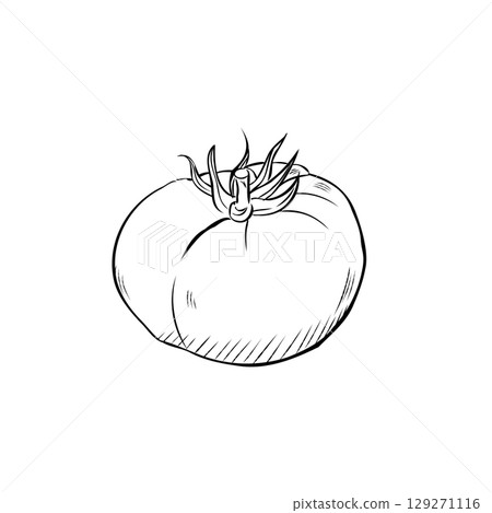 Cartoon Vector of Hand Drawn Tomato Illustration Cartoon Vector of Hand Drawn Tomato Illustration 129271116