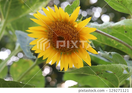 夏日花園裡盛開的橘色向日葵花 夏日花園裡盛開的橘色向日葵花 129271121