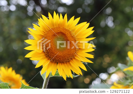 夏日花園裡盛開的橘色向日葵花 129271122