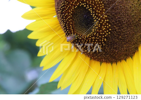 夏日花園裡盛開的橘色向日葵花 129271123