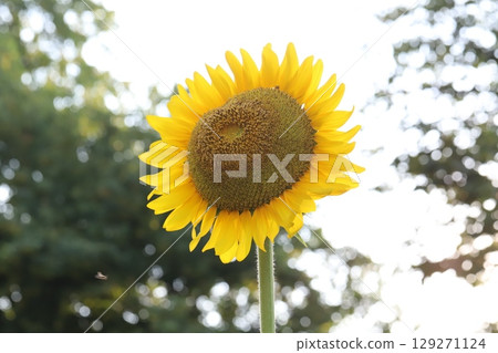 Orange sunflower flowers blooming in a summer garden 129271124