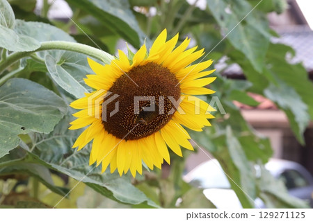 夏日花園裡盛開的橘色向日葵花 夏日花園裡盛開的橘色向日葵花 129271125