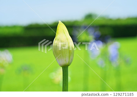 尚未開放的百子蓮花蕾（夏季、六月） 129271185