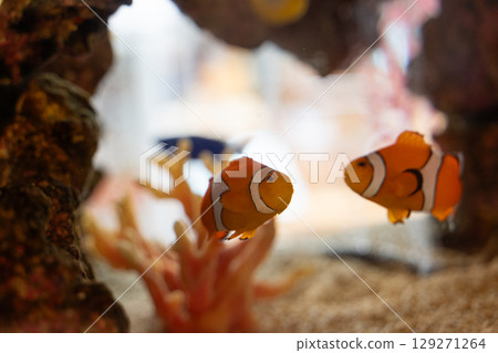 游泳的小丑魚⑧ 129271264