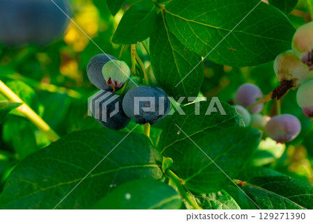 Ripe blueberries (bilberry) on a blueberry bush on a nature background. 129271390