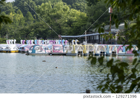 Swan boats at Shinobazu Pond in Ueno 129271396