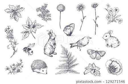 Set of vector meadow wildflowers, herbs, plants, animals and insects. Different flowers in beautiful summer vintage set. 129271546
