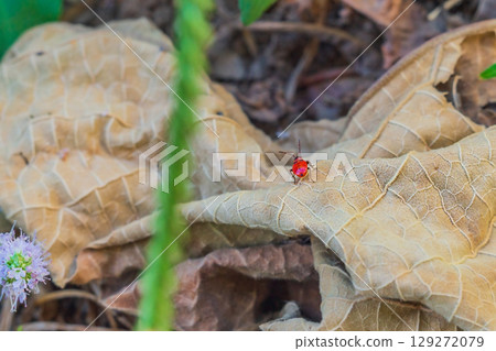 A small individual of the red insect bug fireman, at a young age, standing on a dry, fallen large leaf of a veined plant. Exploring and finding food in the wild 129272079