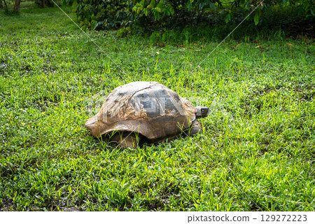 Galapagos giant tortoise walking on the grass of Santa Cruz island, Ecuador Galapagos giant tortoise walking on the grass of Santa Cruz island, Ecuador 129272223