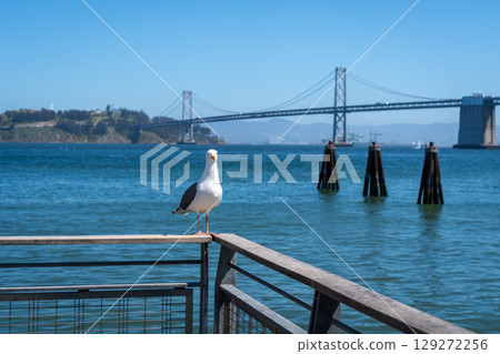 Seagull resting on a wooden railing with Oakland Bay Bridge behind Seagull resting on a wooden railing with Oakland Bay Bridge behind 129272256