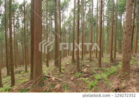 雪松森林 129272352