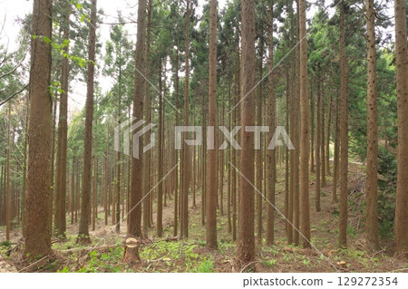 雪松森林 129272354