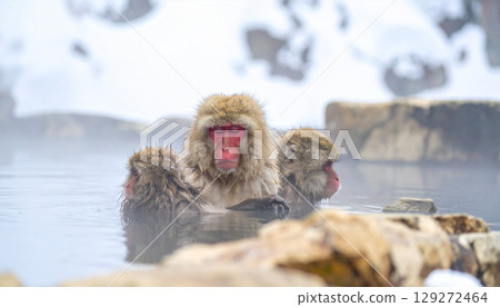 日本獼猴浸泡在熱氣騰騰的溫泉中 129272464
