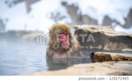 日本獼猴浸泡在熱氣騰騰的溫泉中 129272465