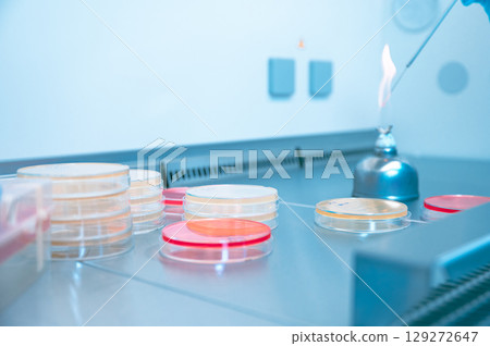 Microbiological inoculation loop being sterilized in flame of alcohol bunsen burner in biological safety cabinet. Microbiological inoculation loop being sterilized in flame of alcohol bunsen burner in biological safety cabinet. 129272647