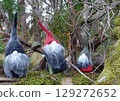 Forest Tomte 129272652