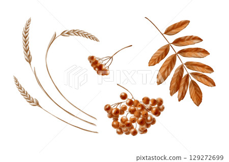 A branch of a rowan tree and a leaf in monochrome autumn orange and brown color as a symbol of autumn,harvest.Festive watercolor clipart for thematic invitations isolated on transparent background 129272699