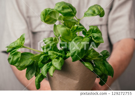 fresh basil plant held in hands, perfect for culinary uses and home gardening activities. closeup. 129272755