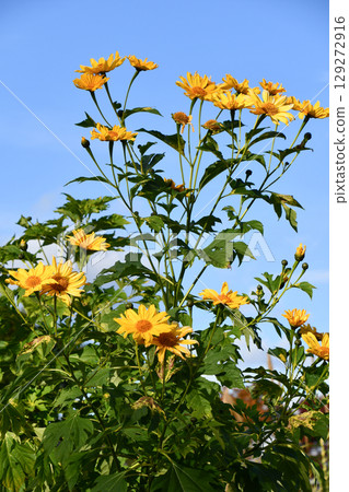 Nitobegiku Tree Marigold Nitobegiku Tree Marigold 129272916